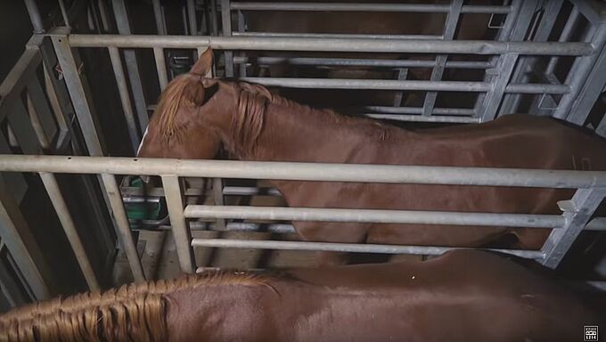 Scandale abattoir équin : la Fondation 30 Millions d’Amis interpelle les sociétés de courses hippiques