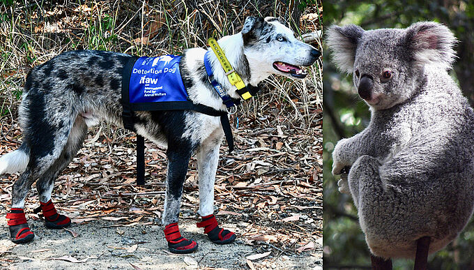 Ces chiens portent secours aux koalas piégés par les incendies en Australie !