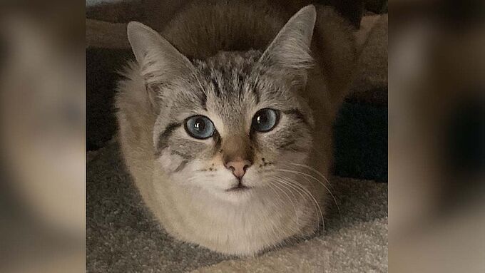 Nala, sauvée de l’inanition par une habitante (très) déterminée