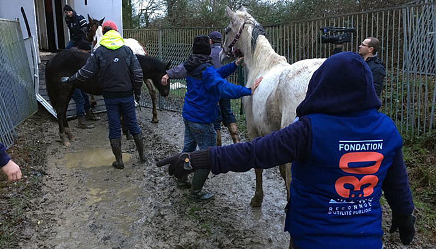La Fondation 30 Millions d'Amis au secours d'une centaine de chevaux à Challans. © Fondation 30 Millions d'Amis