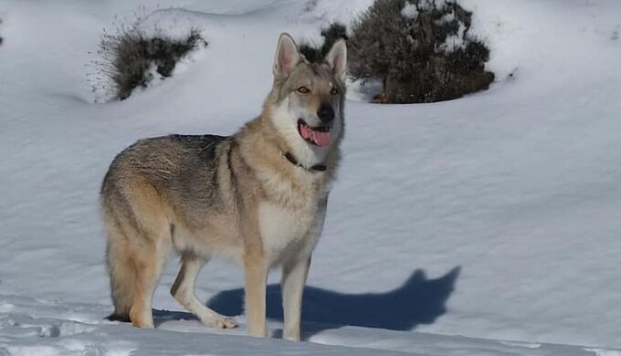 Son chien décède, criblé de 100 projectiles de plomb
