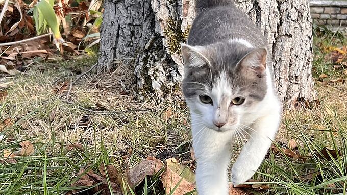 Son chat tué à coups de cisaille par le voisin. 30 Millions d’Amis porte plainte