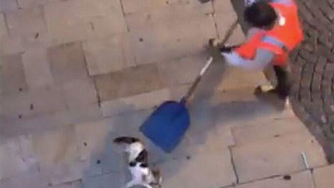 Chat jeté vivant dans un camion-poubelle : son agonie filmée pendant 1h sans qu'on lui porte assistance !