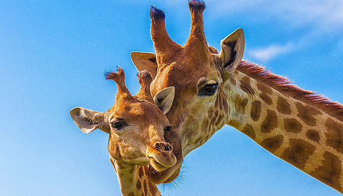 Intelligence animale : les girafes formeraient des liens sociaux aussi forts que les éléphants