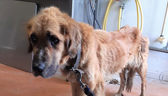 Retrouvée dans un état de maigreur extrême, cette chienne n’a pas survécu