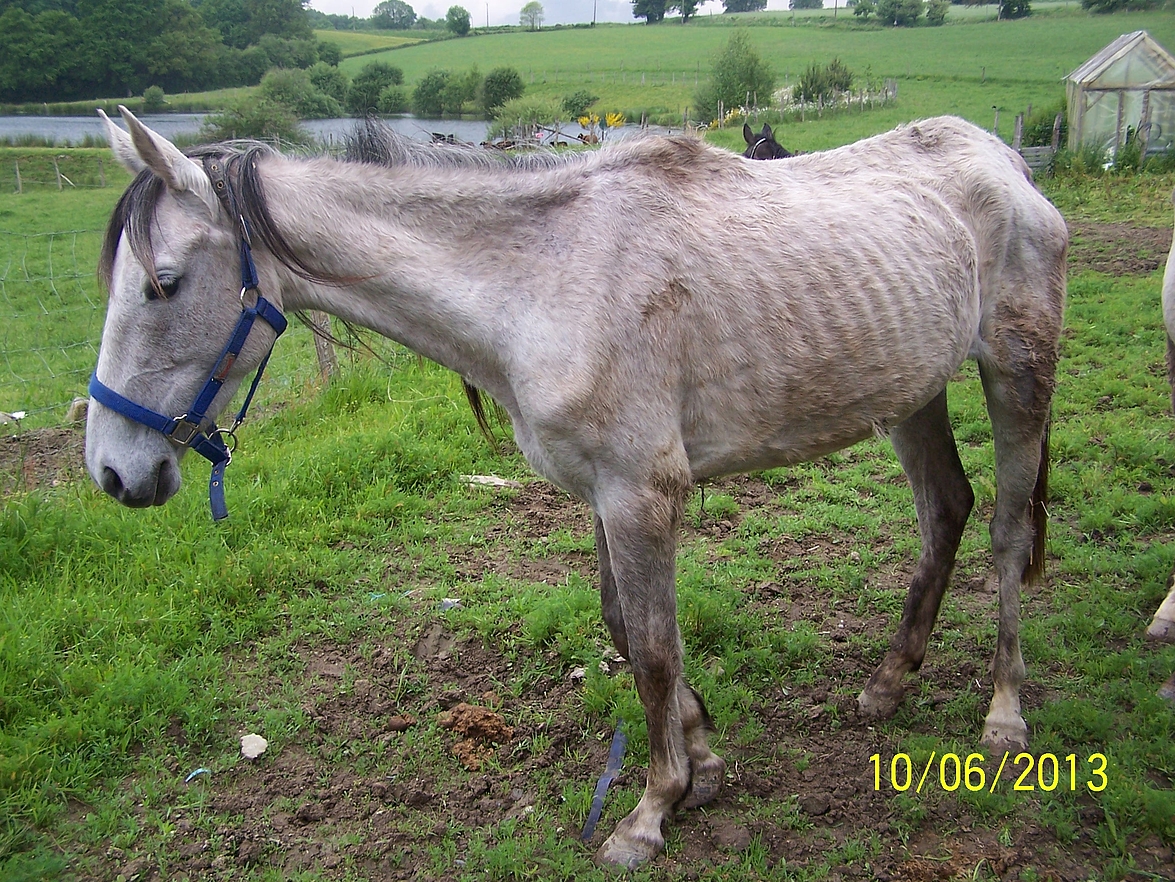 Une vingtaine de chevaux à l’abandon saisis en Dordogne