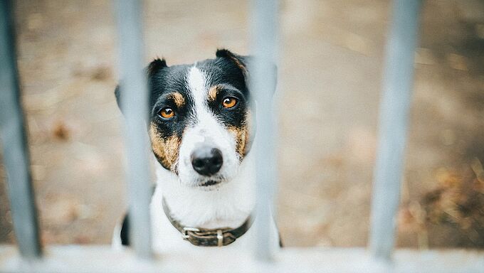 Non, les animaux de compagnie ne transmettent pas le coronavirus. Stop aux abandons !