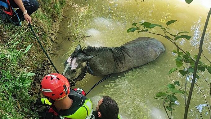 Cheval tombé dans un trou, jument piégée dans les eaux… Les pompiers se mobilisent pour les équidés