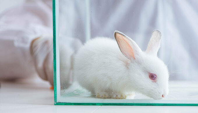 Expérimentation : le Parlement européen veut accélérer la transition vers une recherche sans animaux