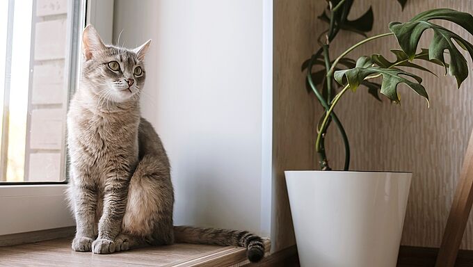 Elle balance un chat du 4e étage ! 
