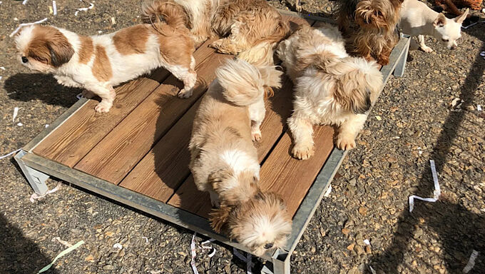 La Fondation 30 Millions d’Amis s’oppose à la mise aux enchères de 300 chiens