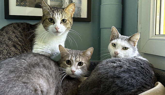 La Fondation 30 Millions d’Amis appelée à l’aide pour secourir 12 chats