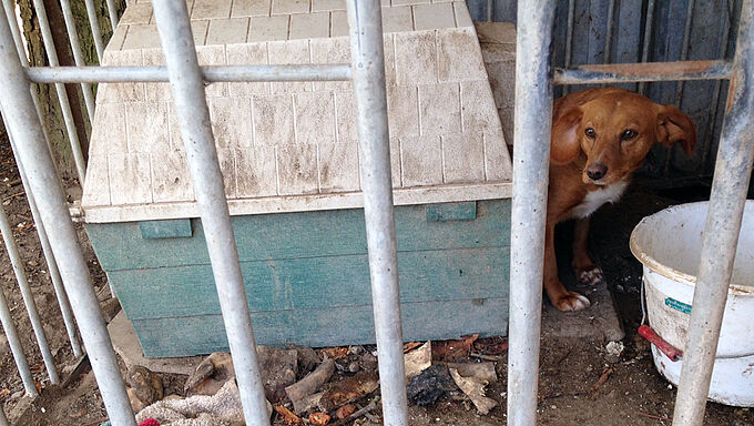 7 chiens arrachés à une vie de misère grâce à la Fondation