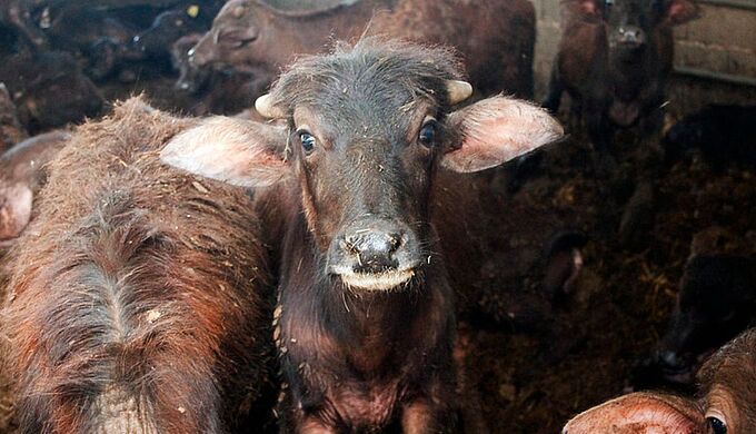 Scandale sanitaire : buffles, vaches et veaux brutalisés pour la production de fromage italien