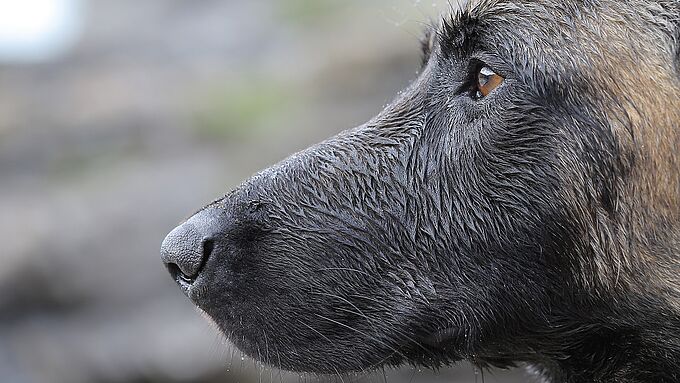 Un chien retrouvé mort noyé dans un canal près de Douai (59). 30 Millions d'Amis se porte partie civile