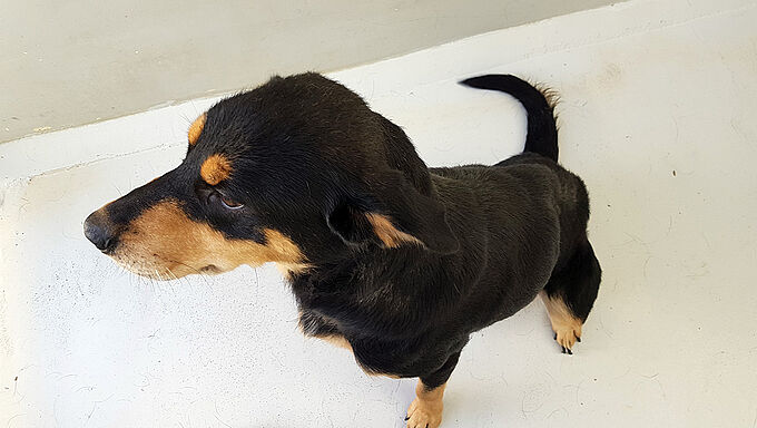 Affamée, cette chienne ne pesait que les deux-tiers de son poids normal