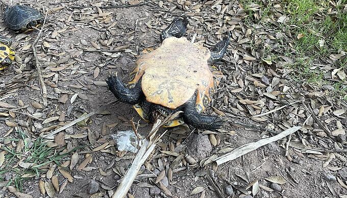 Des tortues mortes empalées sur des bouts de bois. Nous portons plainte