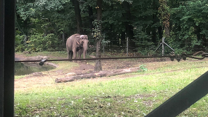 Happy l’éléphante : un pas de plus vers la personnalité juridique des animaux ?
