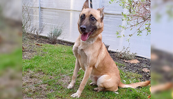 La Fondation 30 Millions d'Amis sauve cette chienne enfermée dans un cagibi depuis 3 mois