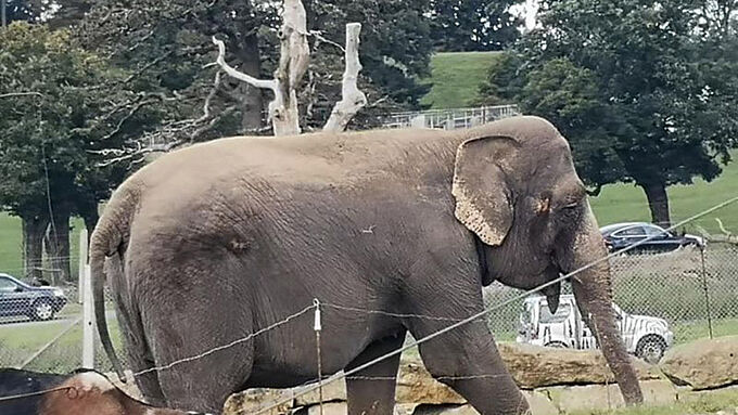 Rescapée d'un cirque, cette éléphante se morfond dans un zoo depuis 10 ans