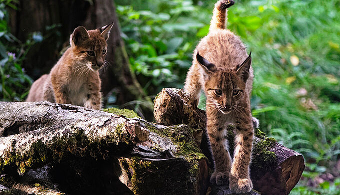 Deux jeunes lynx mâles relâchés dans le massif du Jura