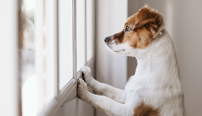Assouplissement du télétravail, on vous aide à préparer vos animaux. Partagez nos conseils