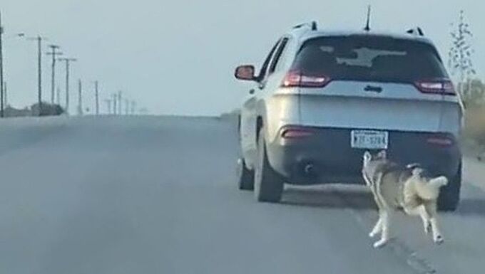 Une vidéo déchirante montrant l'abandon d'un husky choque les États-Unis