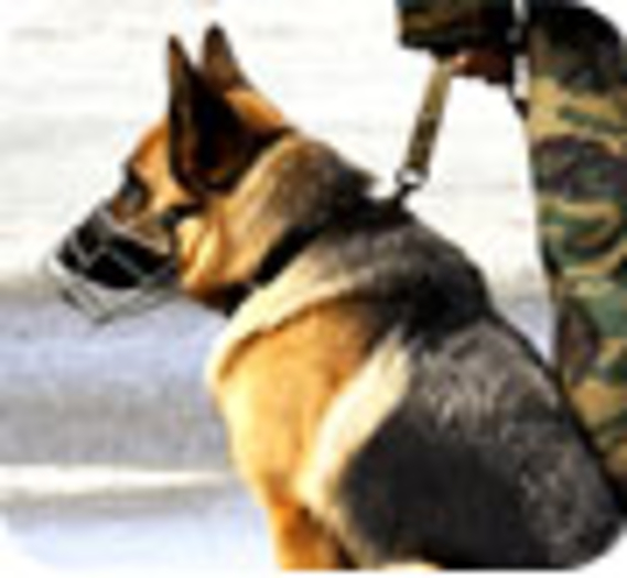 Lutte contre le terrorisme : le chien, meilleur ami de l'homme !