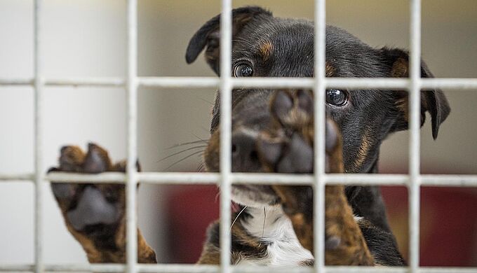 Refuges saturés : la Fondation 30 Millions d’Amis lance un appel d’urgence