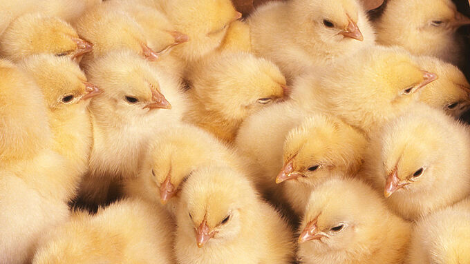 Le prix Jules-Michelet pour interdire l’extermination annuelle de 50 millions de poussins mâles