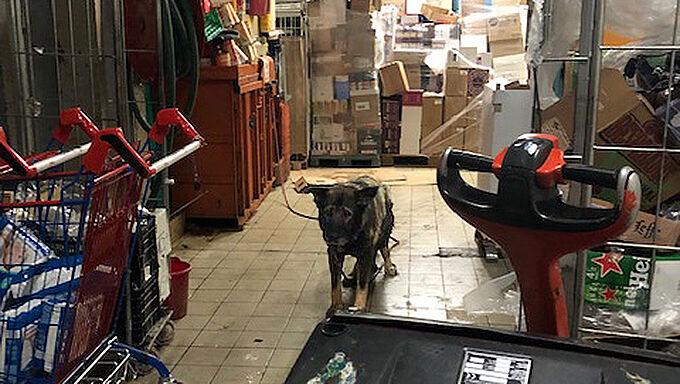 Ce vieux Berger allemand était maltraité à l’arrière d’un supermarché !