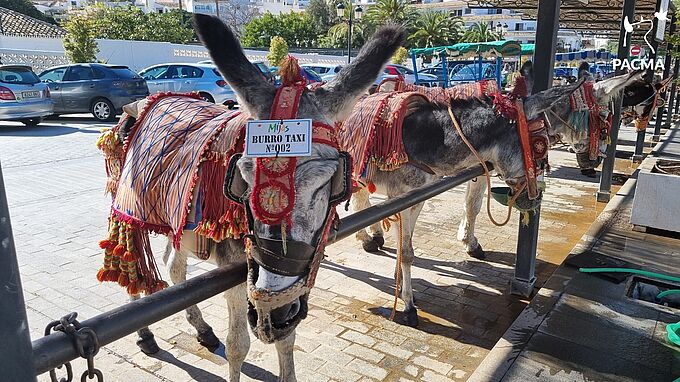 Les « ânes taxis » suscitent l’indignation en Espagne