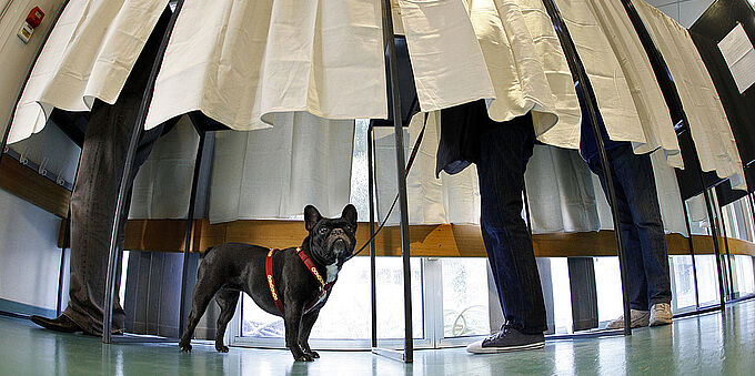 La cause animale : véritable levier de vote pour les Municipales 2020