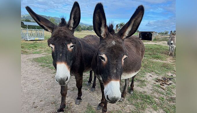 Près de 300 ânes vaccinés avec l’aide de la Fondation 30 Millions d’Amis
