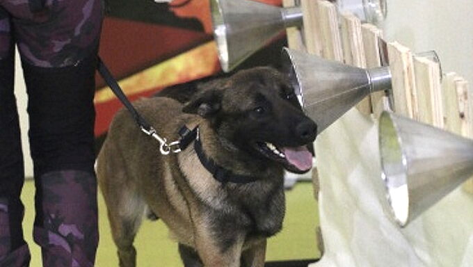 Chiens dépisteurs du Covid-19 : le « savoir-flair » à la française