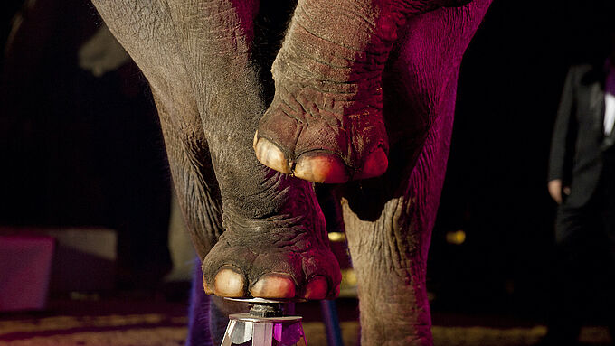 L'aide financière de l'Etat aux cirques et zoos confirmée, l'exploitation des animaux sauvages ignorée