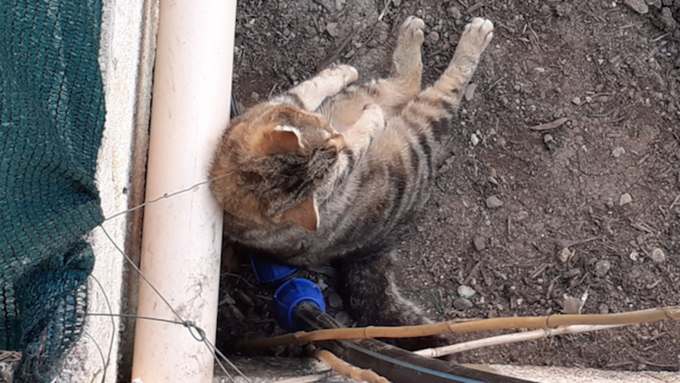 Un individu pend un chat avec un collet et lui coupe la queue : la Fondation 30 Millions d'Amis porte plainte