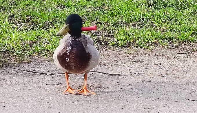 « Happy-end » pour le canard au couteau planté dans le cou