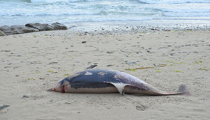 Dauphins échoués : l'Etat français doit enrayer l'hécatombe. Partagez l'info !
