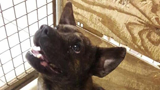 Condamnés pour avoir abandonné leur chien avant de partir en vacances