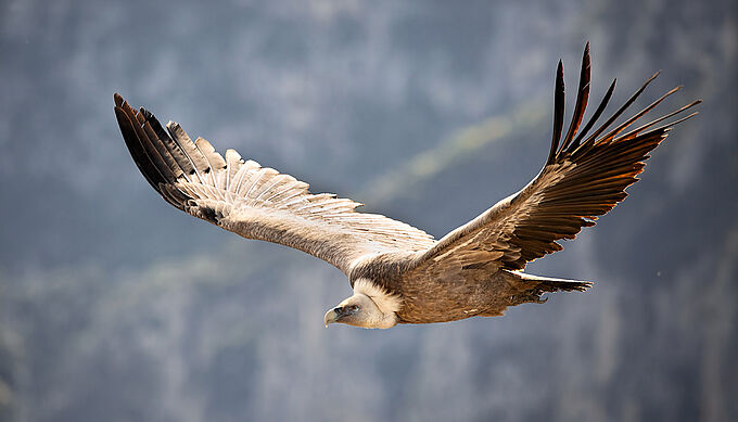 Le plomb des munitions de chasse empoisonne les rapaces. Agissons !