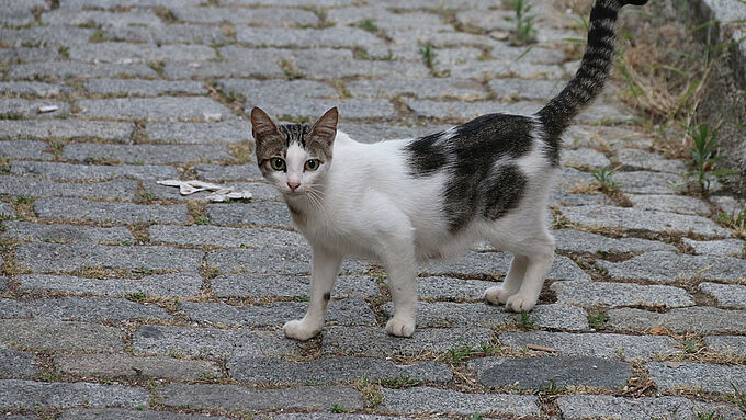 6 animaux déclarés perdus sur 10 sont des chats !