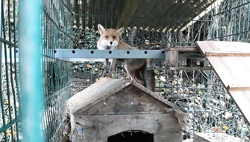 Un renard était aussi détenu dans un box. © Fondation 30 Millions d'Amis 