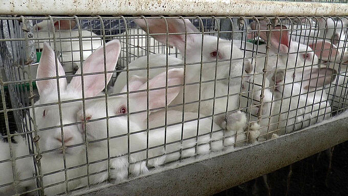 Sous la « pression » citoyenne, la Commission européenne donne (enfin) son feu vert à l'interdiction de l'élevage en cage