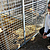 Ciam vivait dans une cage inadaptée. © Fondation 30 Millions d'Amis