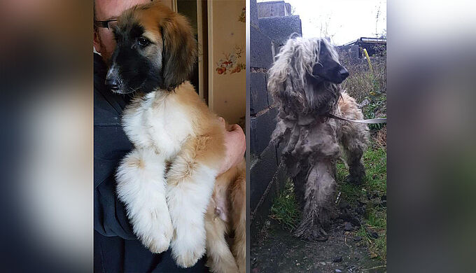 Négligé par son ancien maître, ce lévrier afghan supportait 4 kilos de bourres de poils. 30 Millions d'Amis lui a porté secours