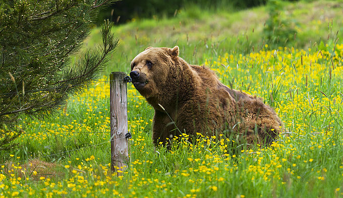 L'effarouchement de l'ours brun à nouveau autorisé dans les Pyrénées malgré le risque pour sa conservation