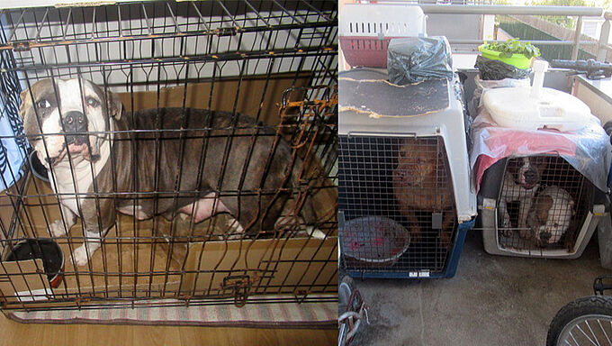 4 chiens piégés dans des cages exiguës : le propriétaire condamné