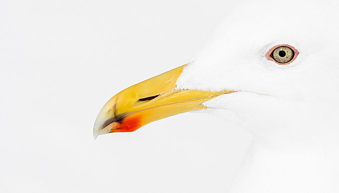 Ce portrait de goéland parmi les plus belles photos animalières du monde
