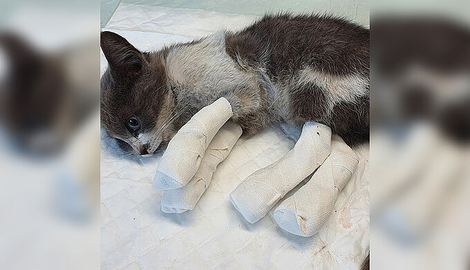 Un élan de solidarité pour sauver les animaux rescapés des incendies dans le Var